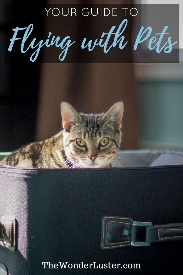 Worried about airline travel with pets? There's a lot to learn before you take your trip with your furry companion. Here's my guide on how to fly with them.